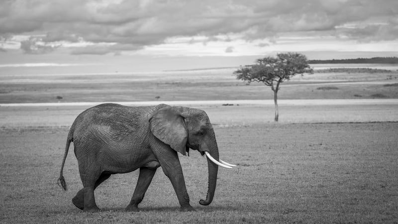African Wildlife Sanctuary