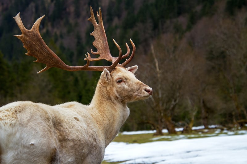 Diverse Wildlife Habitat